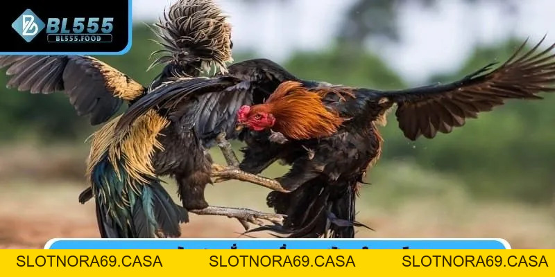 Đá Gà Cựa Sắt Trực Tiếp Tại BL555 Rinh Kèo Với Mẹo Cực Hay - Slotnora69