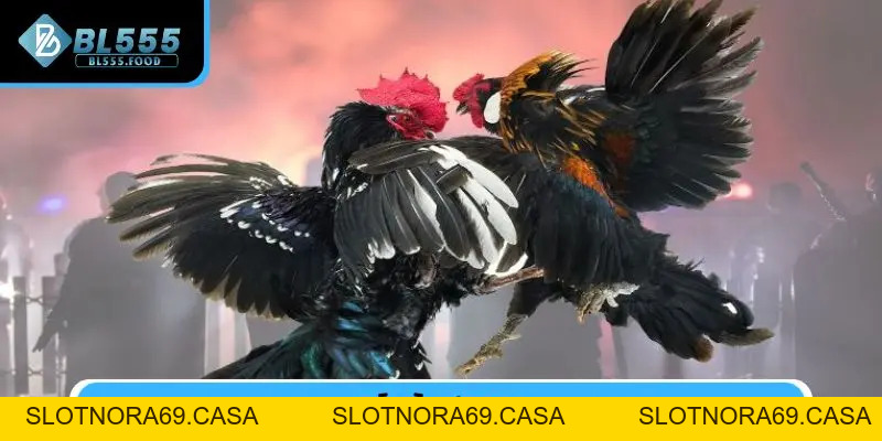 Đá Gà - BL555 - Slotnora69