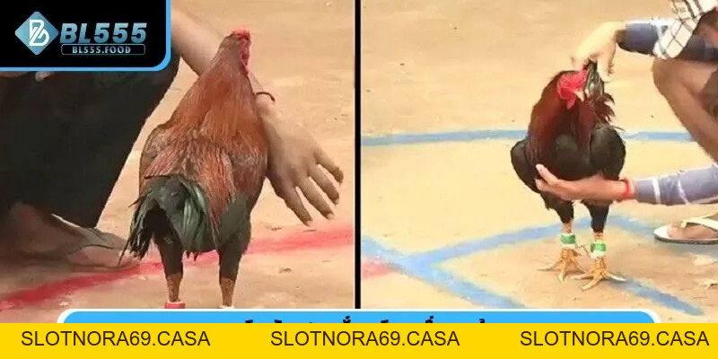 Đá Gà Cựa Sắt Trực Tiếp Tại BL555 Rinh Kèo Với Mẹo Cực Hay - Slotnora69
