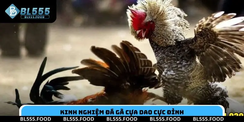 Đá Gà Cựa Dao: Cách Chơi & Kinh Nghiệm Đầu Tư Hiệu Quả - Slotnora69