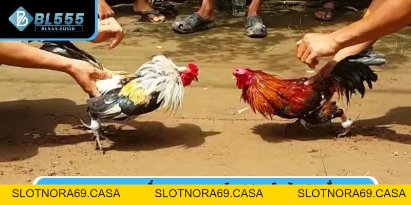 Đá Gà Cựa Sắt Trực Tiếp Tại BL555 Rinh Kèo Với Mẹo Cực Hay - Slotnora69