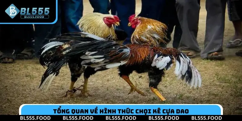Đá Gà Cựa Dao: Cách Chơi & Kinh Nghiệm Đầu Tư Hiệu Quả - Slotnora69